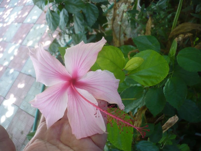 P1510014 - HIBISCUSI 2021-3