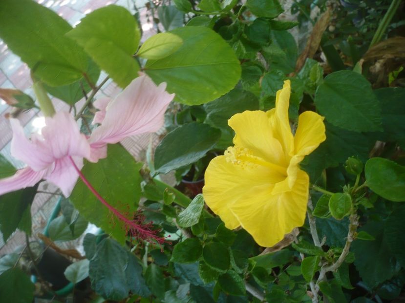 P1510015 - HIBISCUSI 2021-3