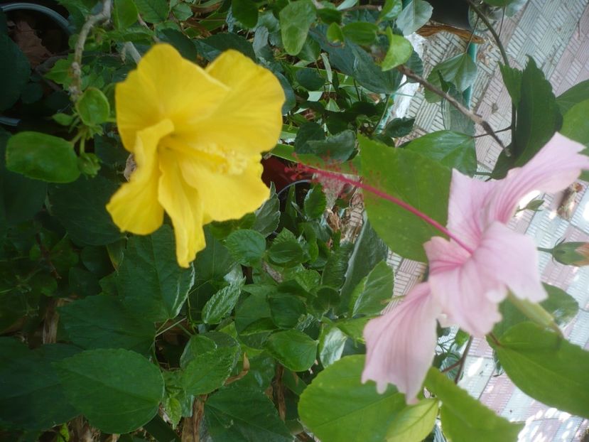 P1510016 - HIBISCUSI 2021-3