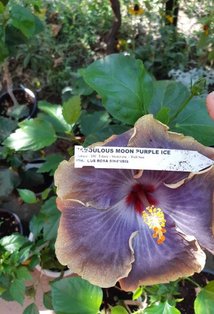  - YFabulos moon purple ice