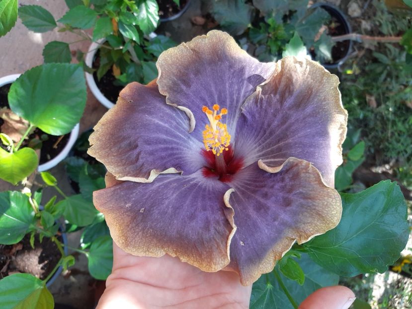  - YFabulos moon purple ice