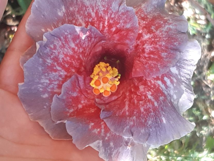  - YChis garden roses of palms