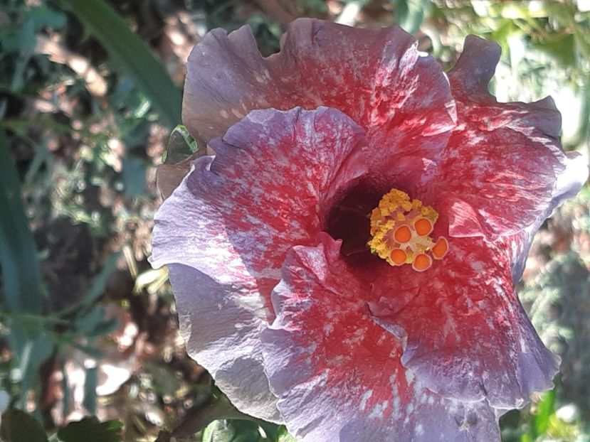  - YChis garden roses of palms