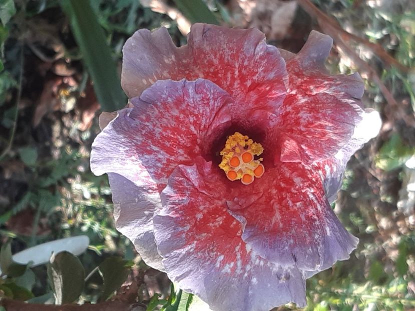  - YChis garden roses of palms