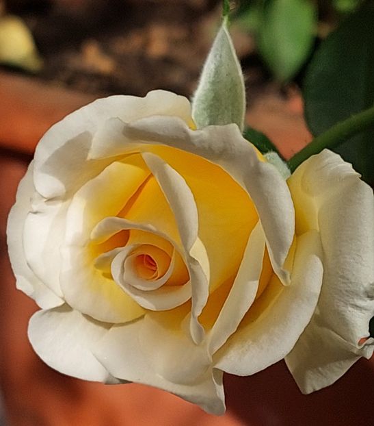  - Trandafiri 2020-2023