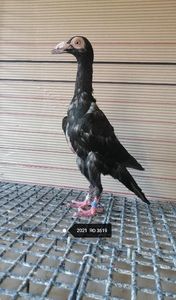  - porumbei carieri - 2021