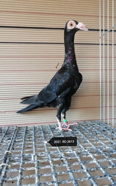  - porumbei carieri - 2021