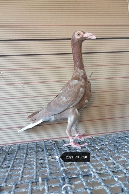  - porumbei carieri - 2021