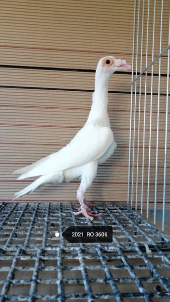  - porumbei carieri - 2021