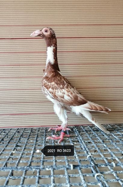  - porumbei carieri - 2021