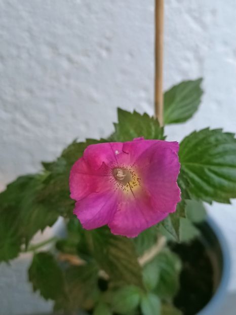 Img.2021.09.15 - BriDs Ingrid Mau - dăruită