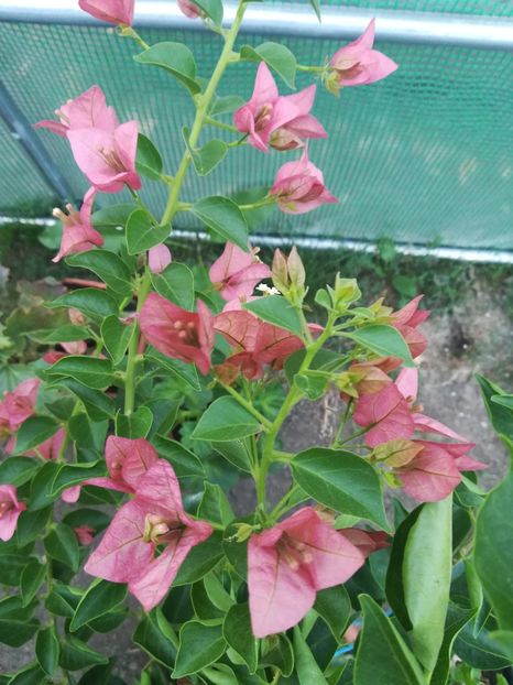 Pink Clouster - A-Flori 2021