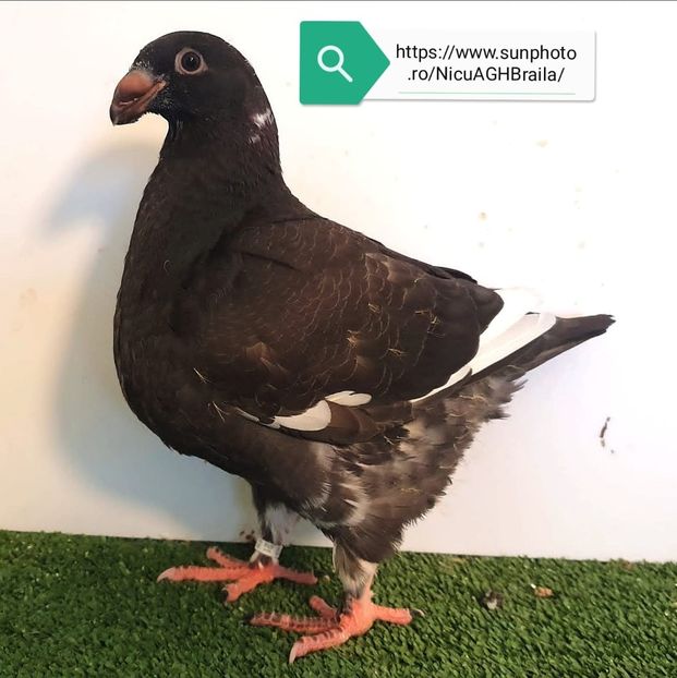 Mascul 2021 - Pui 2021