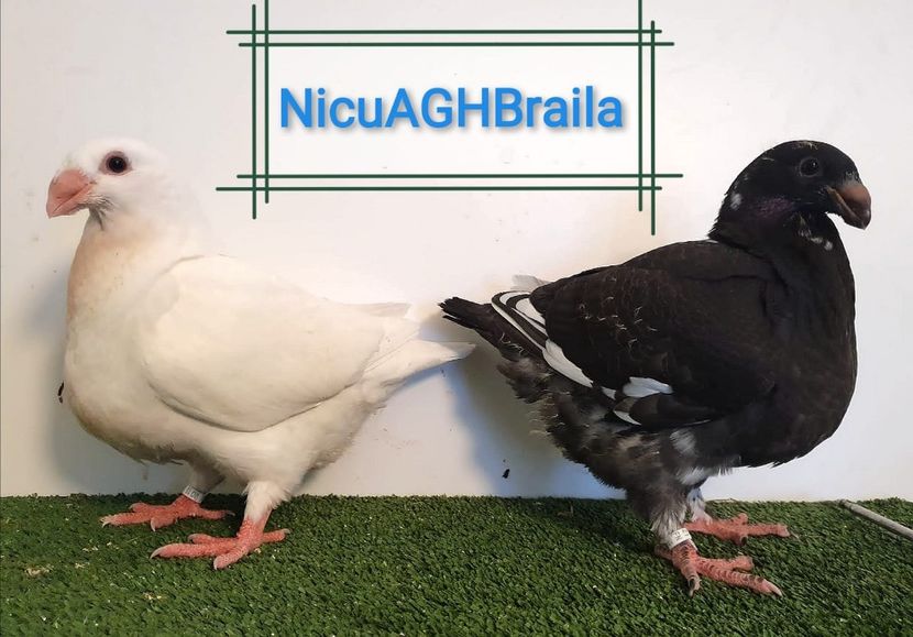 IMG-20210915-WA0049 - Pui 2021