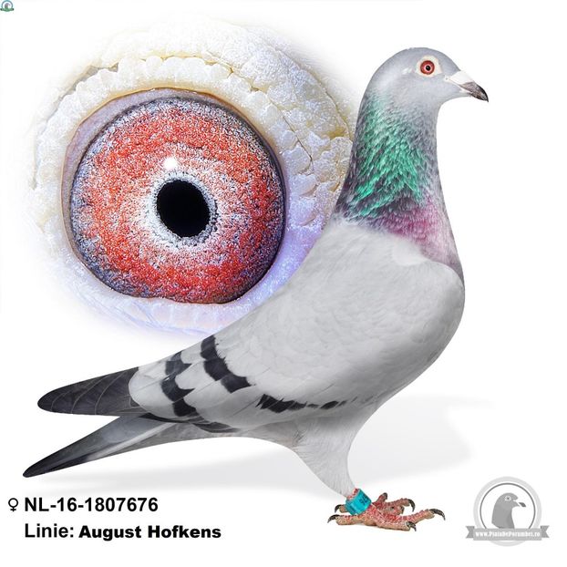 NL-16-1807676 - Achizitii porumbei -2021