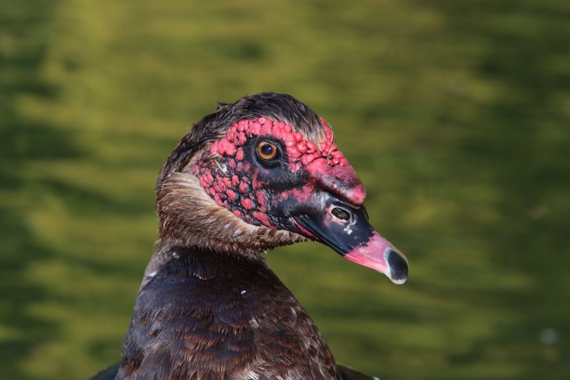  - Parco BUCCI-FAENZA