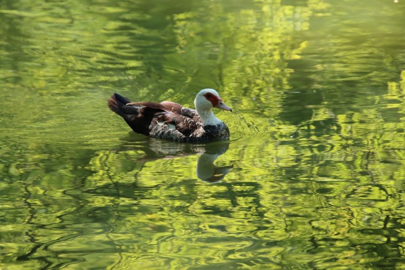  - Parco BUCCI-FAENZA