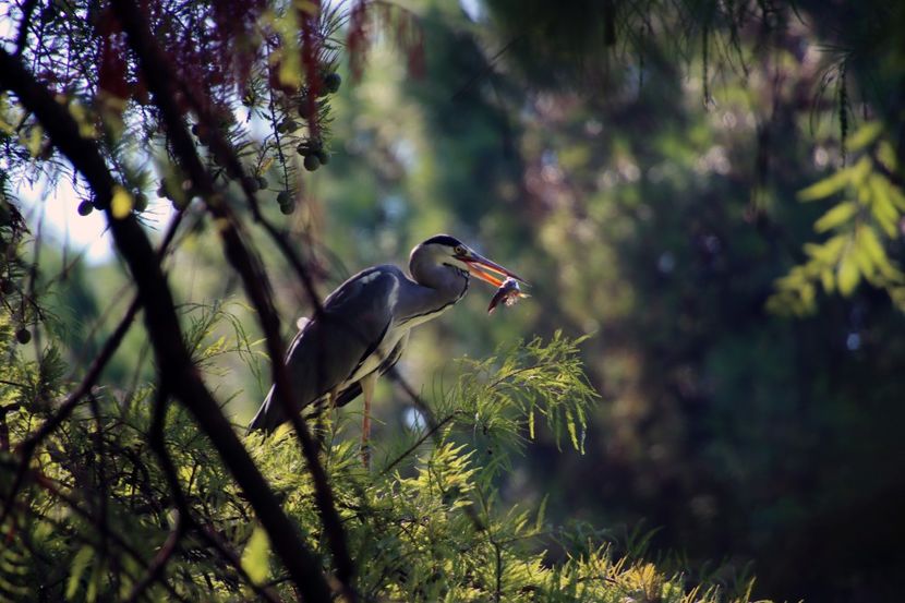  - Parco BUCCI-FAENZA
