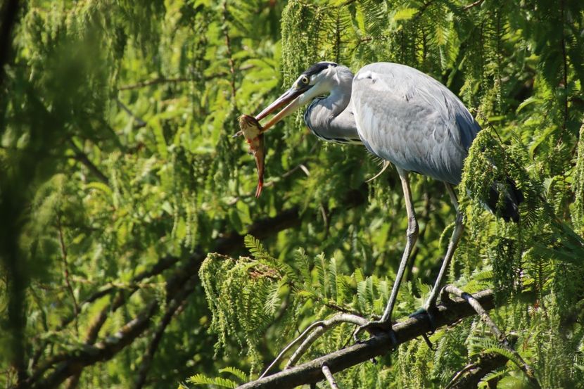  - Parco BUCCI-FAENZA