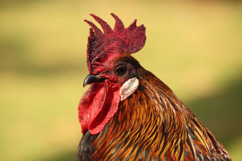  - Parco BUCCI-FAENZA