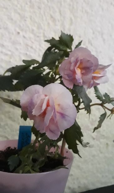  - 0001 2022 - BriD s Viktoria