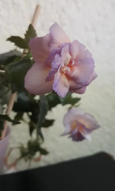  - 0001 2022 - BriD s Viktoria