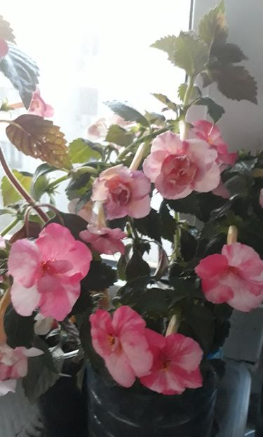  - 0001 2022 - Amelia Vitorino