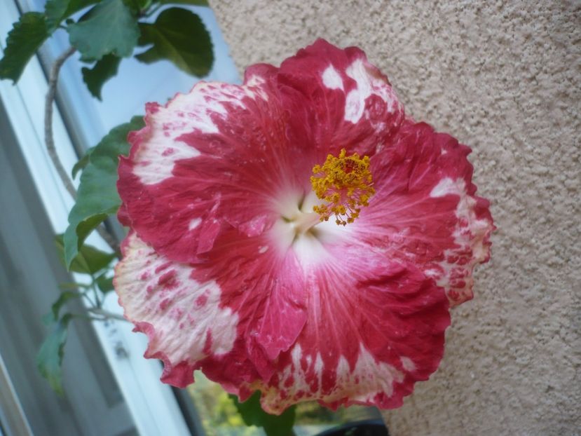 16.09.2021 - HIBISCUSI 2021-3