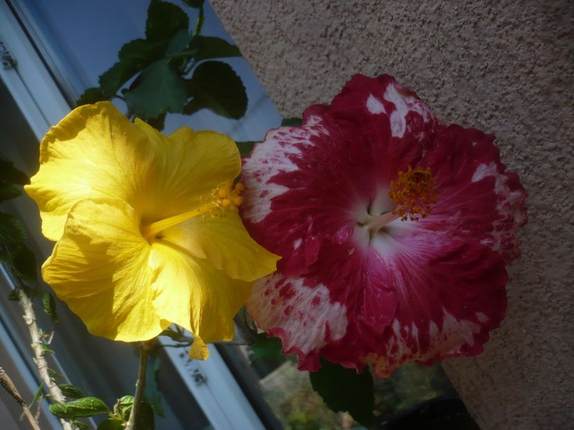 P1510028 - HIBISCUSI 2021-3