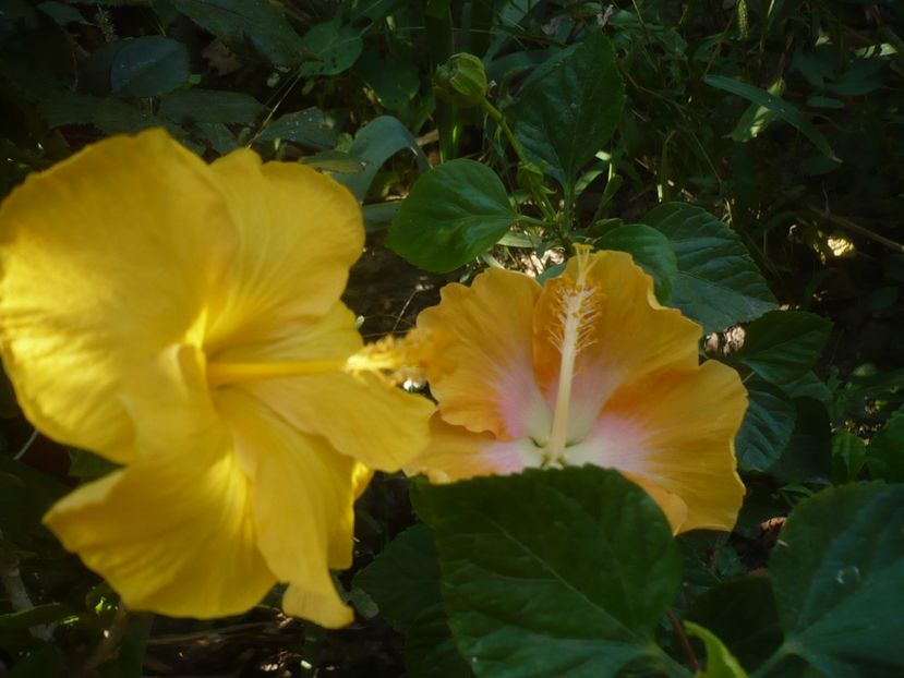 P1510031 - HIBISCUSI 2021-3