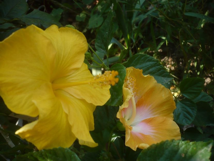 P1510032 - HIBISCUSI 2021-3