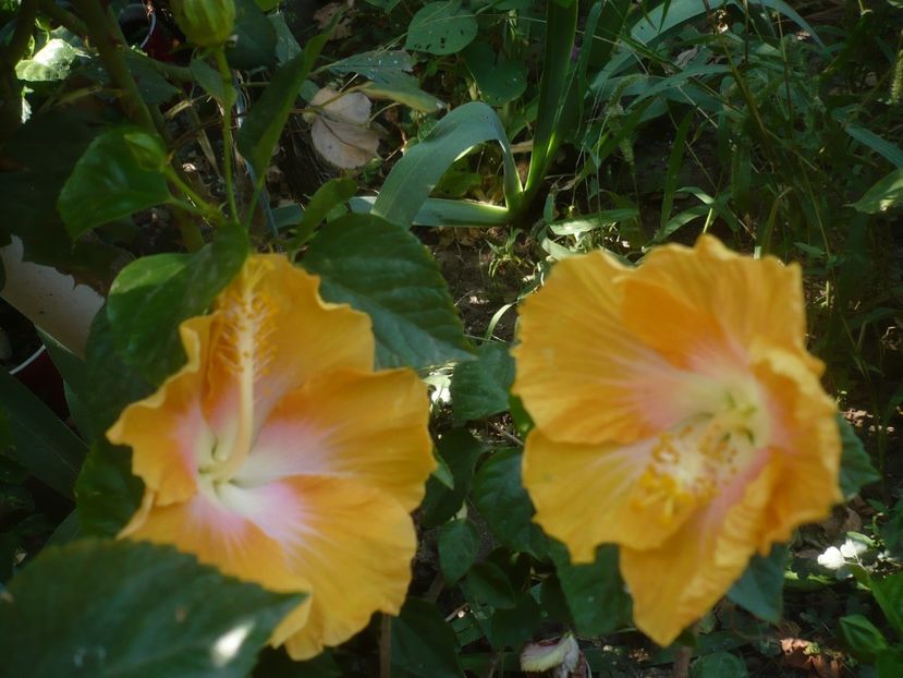 P1510033 - HIBISCUSI 2021-3