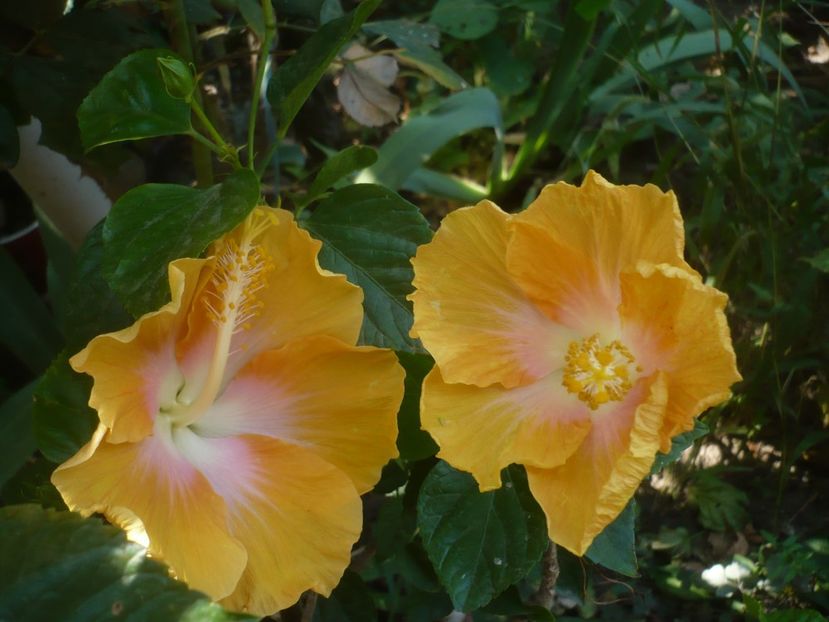 P1510034 - HIBISCUSI 2021-3