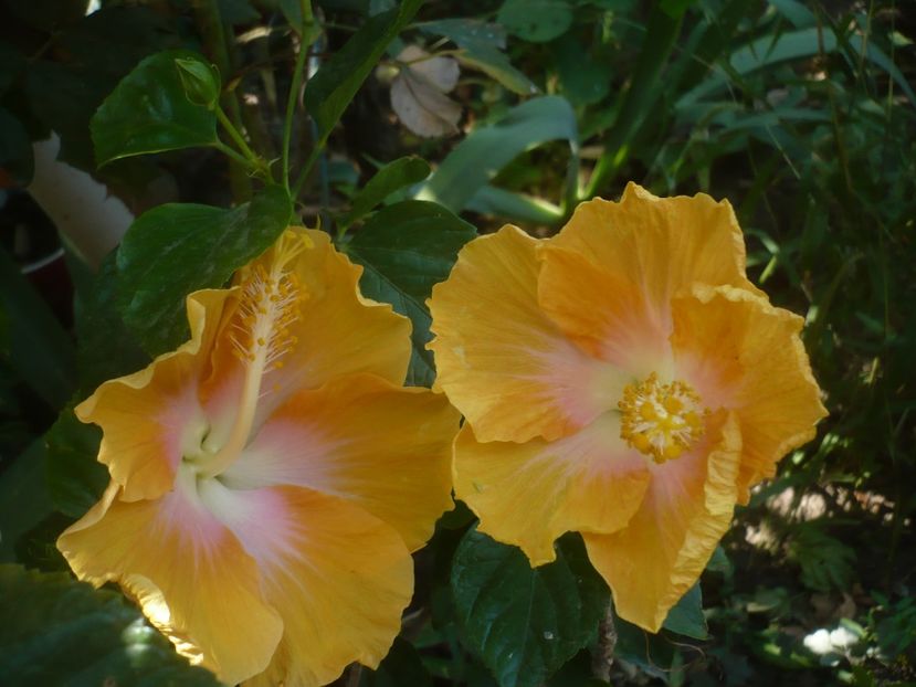 P1510035 - HIBISCUSI 2021-3