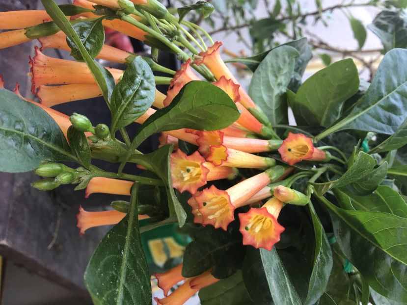 98D4D0A0-B18F-4A90-BEFD-510EA2958ADD - Iochroma cocinea