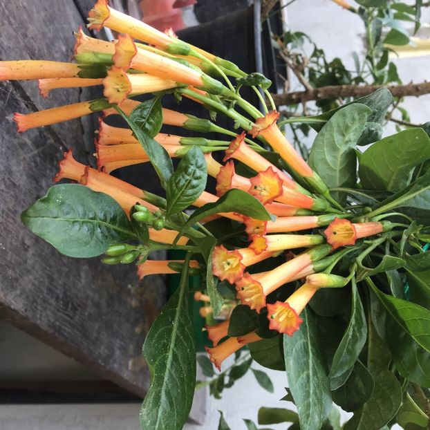 DD06CEFB-312B-46CA-89C0-6E0DB236525B - Iochroma cocinea