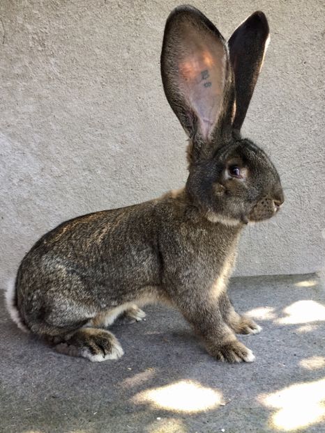 BDEAD406-4F31-4FBC-9E5A-BFA812D42174 - RO 8-2117