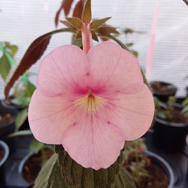 Peach Blossom - 00 2021