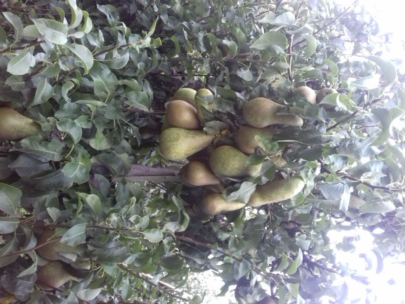 IMG-20210914-WA0011 - Belgia tati