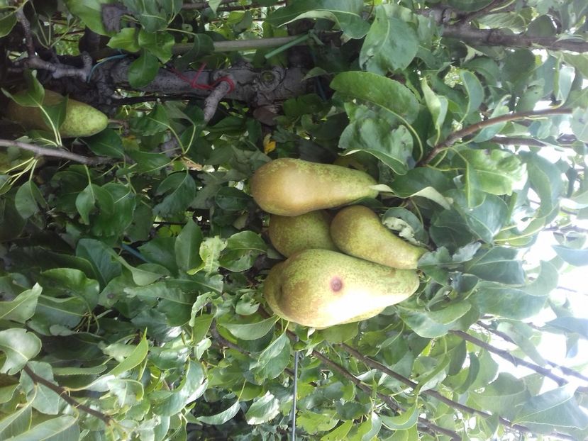 IMG-20210914-WA0009 - Belgia tati