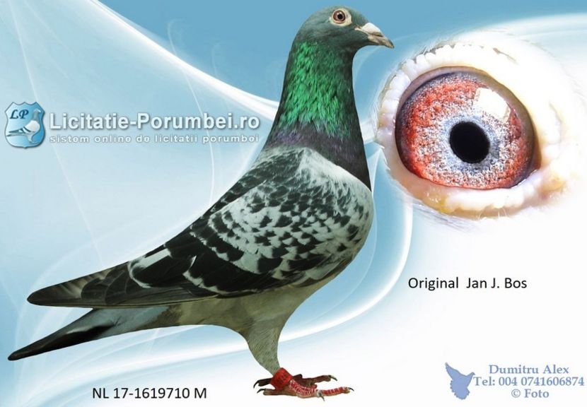  - Achizitii porumbei -2021