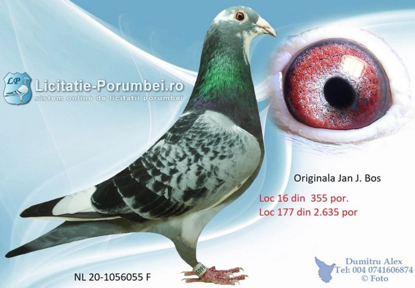  - Achizitii porumbei -2021