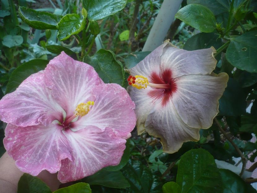 17.09.2021 - HIBISCUSI 2021-3