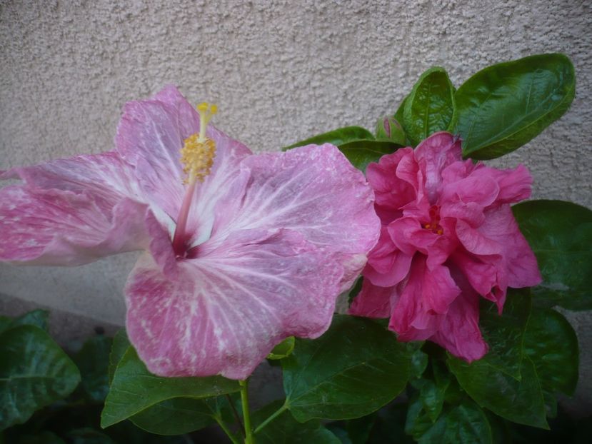 P1510044 - HIBISCUSI 2021-3