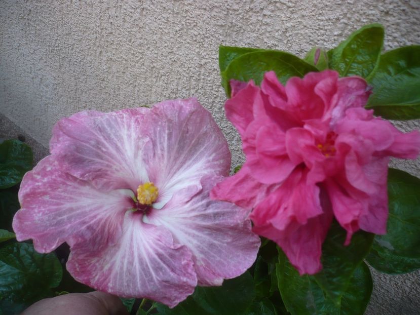 P1510046 - HIBISCUSI 2021-3