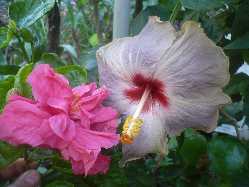 P1510048 - HIBISCUSI 2021-3