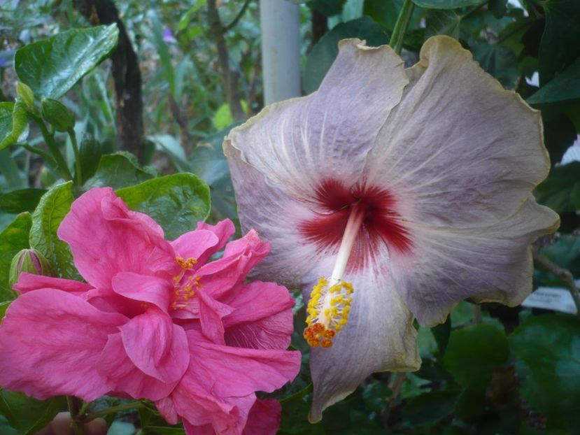 P1510049 - HIBISCUSI 2021-3