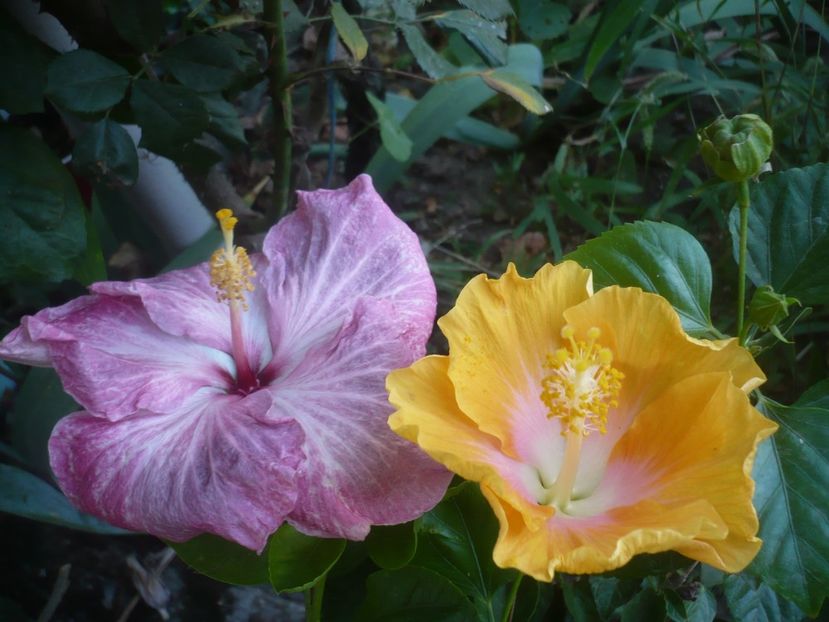 P1510051 - HIBISCUSI 2021-3