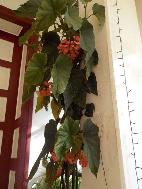 114684029 (2) - begonia lucernae