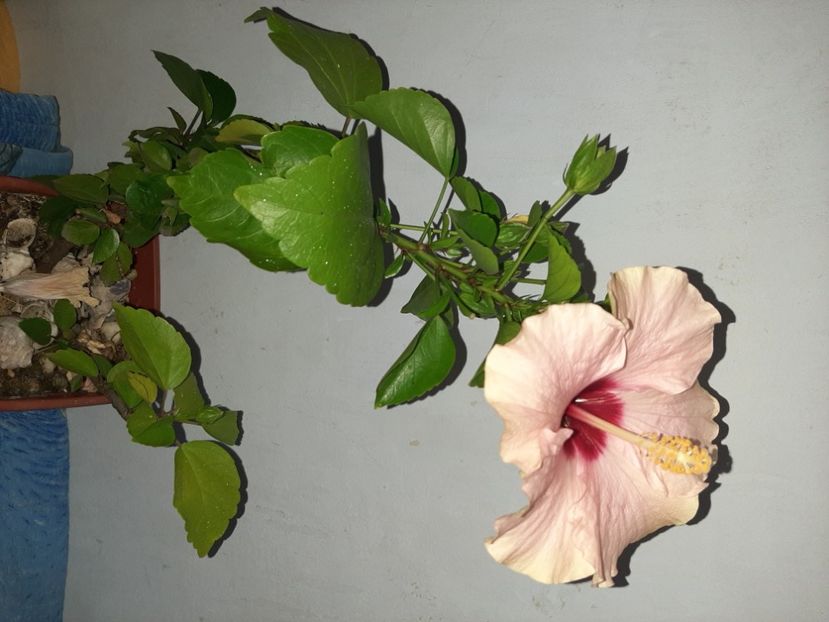  - Florile mele în septembrie 2021